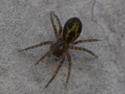 Amaurobius similis